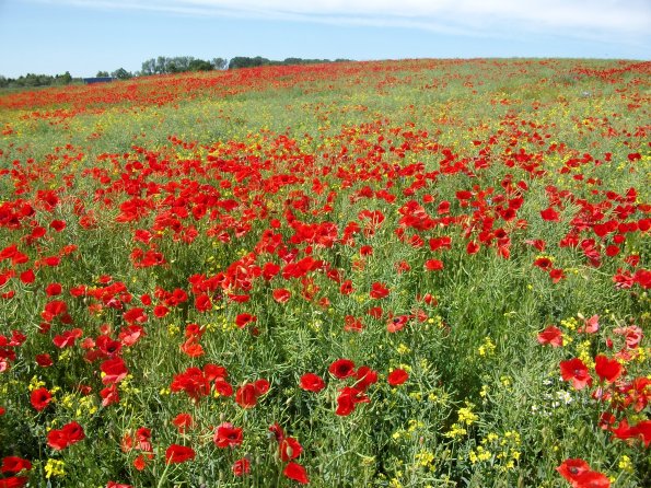 Digital Camera P42001