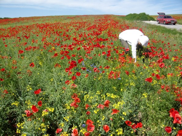 Digital Camera P42001