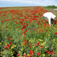 Digital Camera P42001