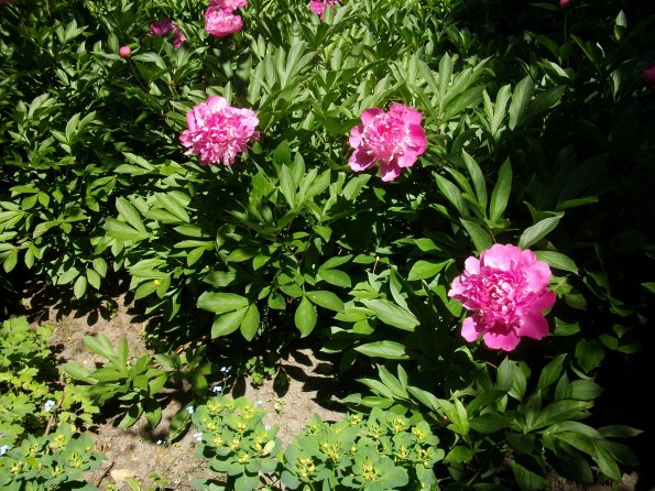 Digital Camera P42001