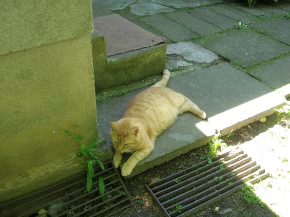 Digital Camera P42001