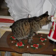 Digital Camera P42001