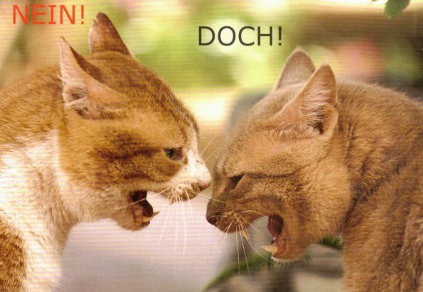 CCF_000111_Katzen_Sonstige