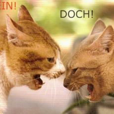 CCF_000111_Katzen_Sonstige