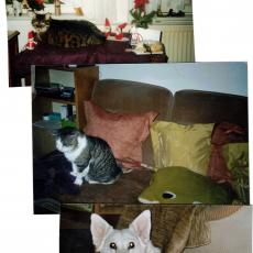 CCF_000224_Tiere_2008