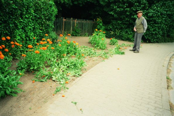 Opa Ulli betrachtet den Schaden_ Blumen kaputt gefahren_1999